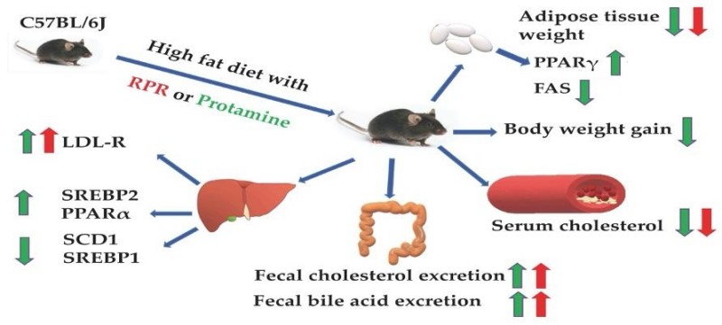 Fig.1 This schematic shows the anti-obesity and hypocholesterolemic effects of RPR or protamine in high-fat diet-fed C57BL/6J mice, including reduced adipose/body weight, lower serum cholesterol, liver gene regulation (e.g., ↑LDL-R, ↓SCD1), and higher fecal cholesterol/bile acid excretion. (Mijiti, et al., 2021)