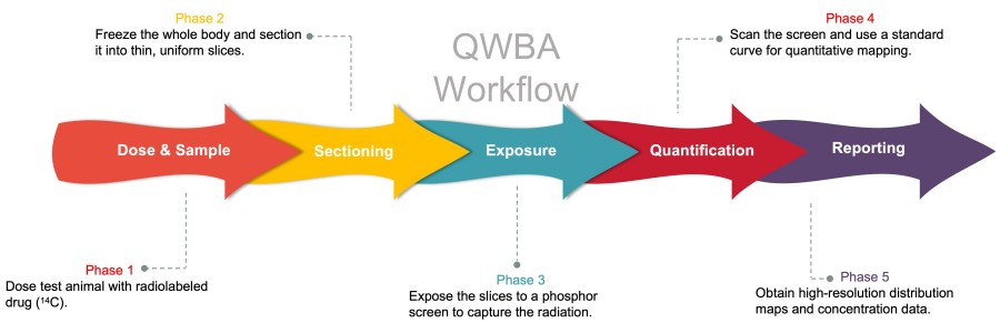 Process of our anti-obesity drug mass balance study service. (Protheragen)