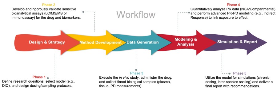 Process of our anti-obesity drug PK-PD modeling service. (Protheragen)