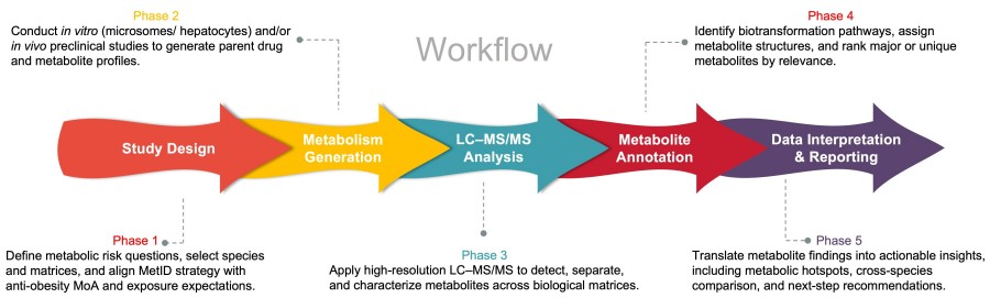 Process of our preclinical metabolite identification service. (Protheragen)