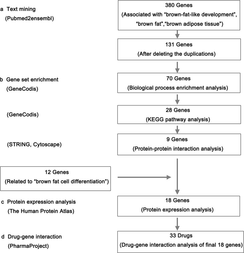 Fig.1 displays how researchers found anti-obesity drugs targeting white fat browning. They first used text mining to collect 380 genes related to brown fat, then filtered down to 18 key genes (via pathway and protein interaction analysis). Finally, they matched these genes to 33 candidate drugs—including 18 PPAR-γ agonists and 4 β3-AR agonists—that may boost fat burning. (Pan, et al., 2019)