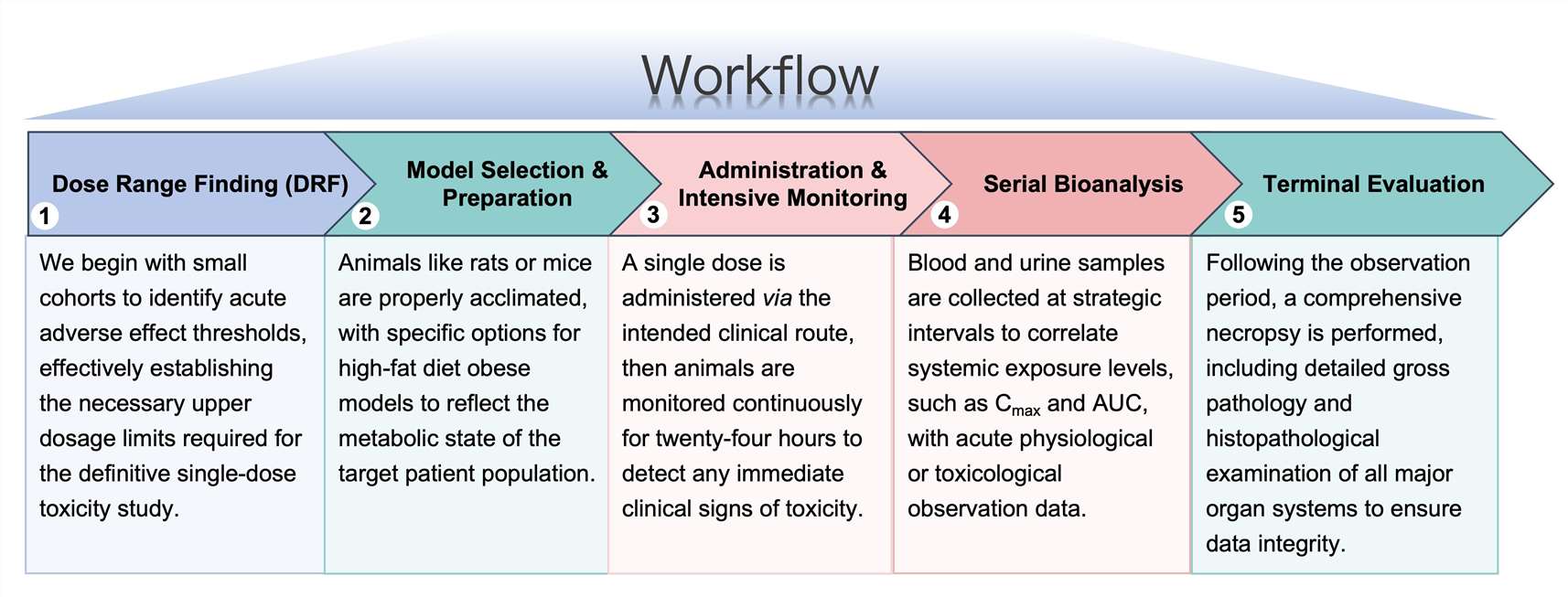 Process of our anti-obesity therapeutic single-dose toxicity study services. (Protheragen)