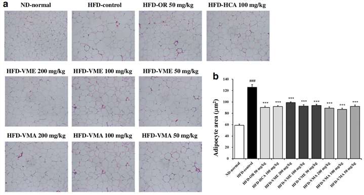 Fig.1 provides a clear, visual comparison of fat cell (adipocyte) size between normal mice, obese mice (HFD-control), and those treated with VM extracts. It is a visual evidence of shrinking fat cells that is highly engaging for readers interested in weight loss and provides tangible proof of the study's claims. (Sung, et al., 2017)