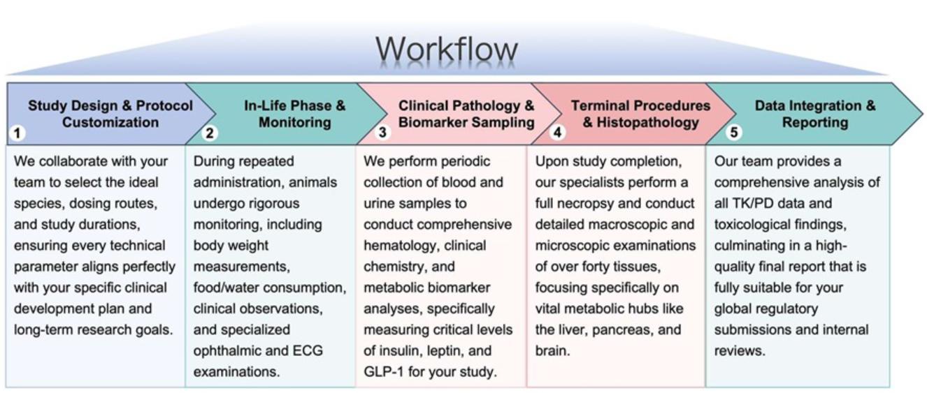 Process of our anti-obesity therapeutic repeat dose toxicity study services. (Protheragen)