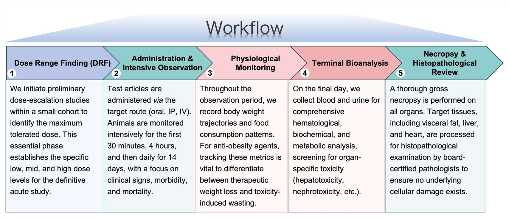Process of our anti-obesity therapeutic acute toxicity study service. (Protheragen)