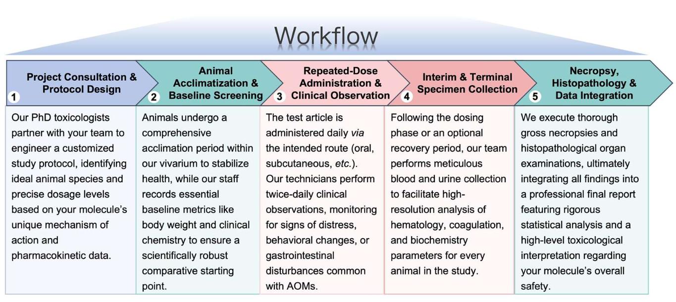 Process of our anti-obesity therapeutic sub-acute toxicity study service. (Protheragen)