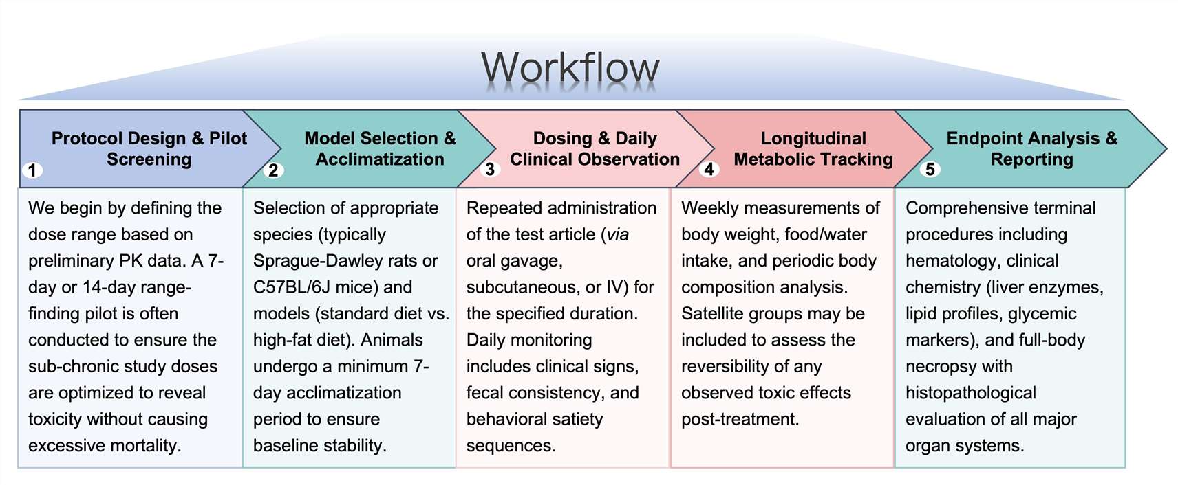 Process of our anti-obesity therapeutic sub-chronic toxicity study service. (Protheragen)