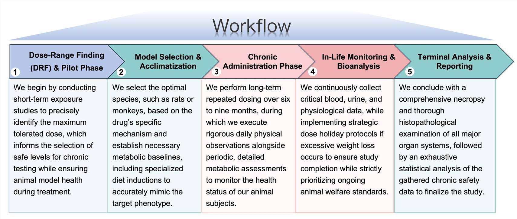 Process of our anti-obesity therapeutic chronic toxicity study service. (Protheragen)