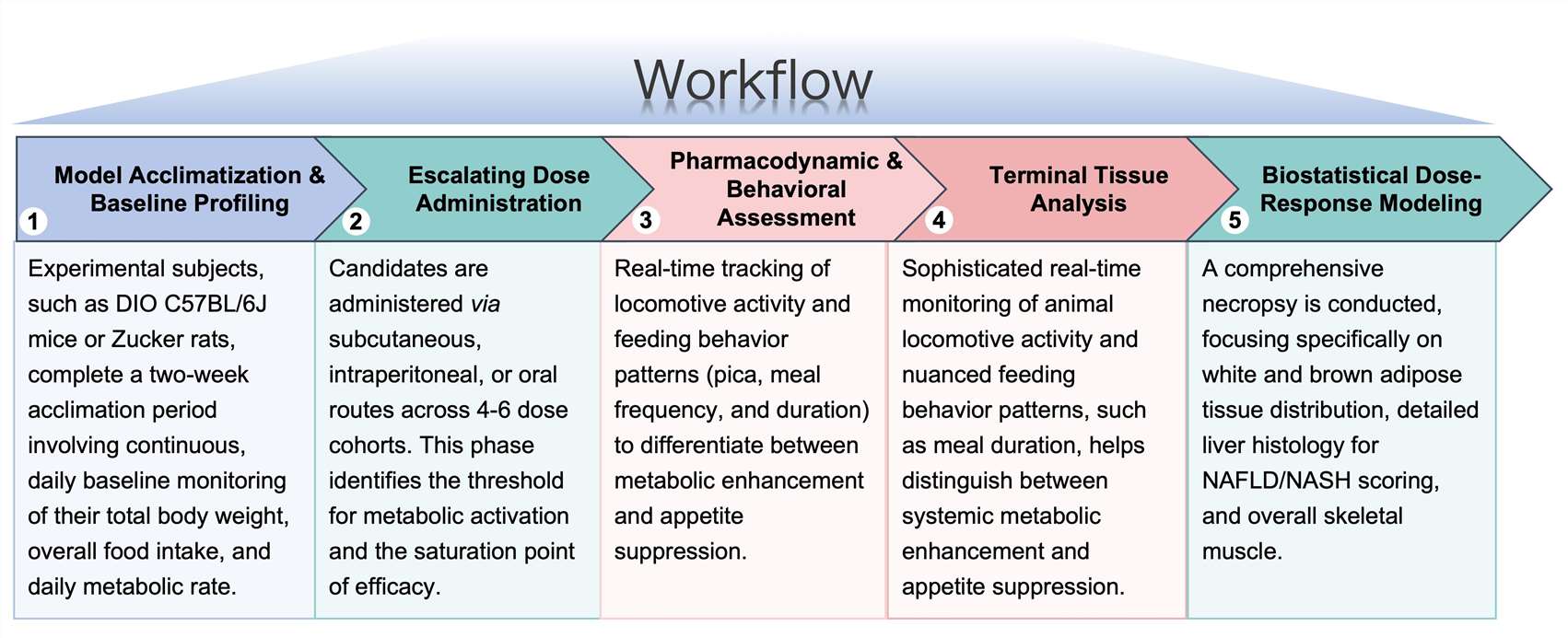 Process of our anti-obesity therapeutic dose range study service. (Protheragen)