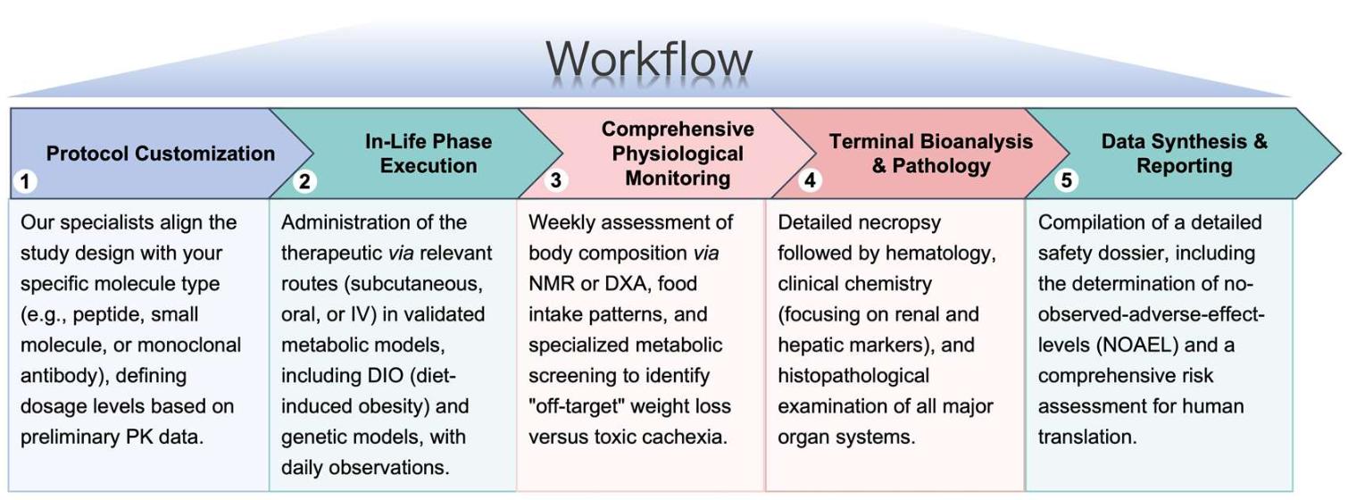 Process of our anti-obesity therapeutic general toxicity study service. (Protheragen)