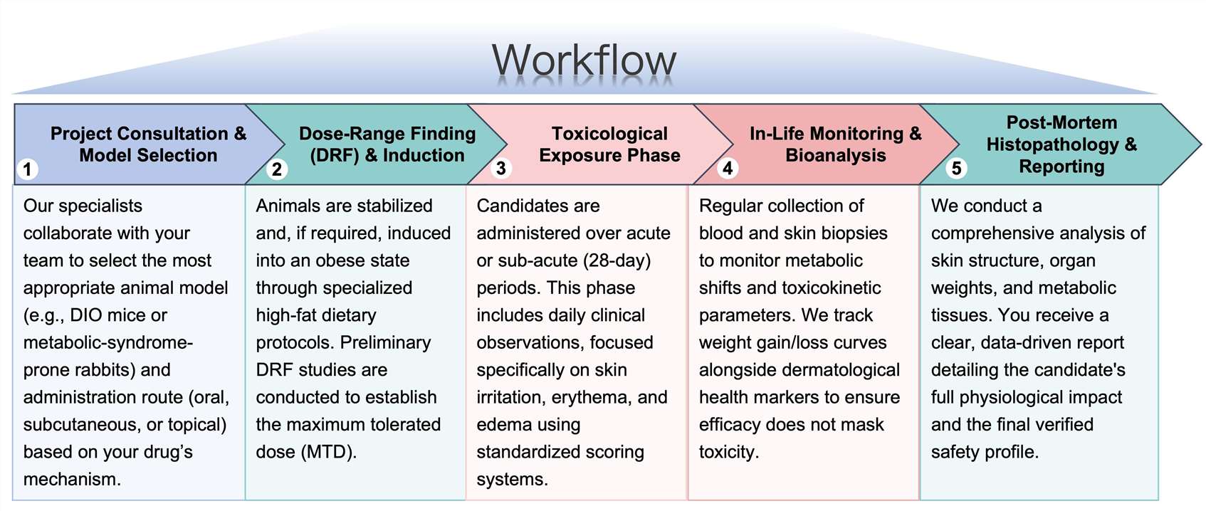 Process of our anti-obesity therapeutic skin toxicology study service. (Protheragen)