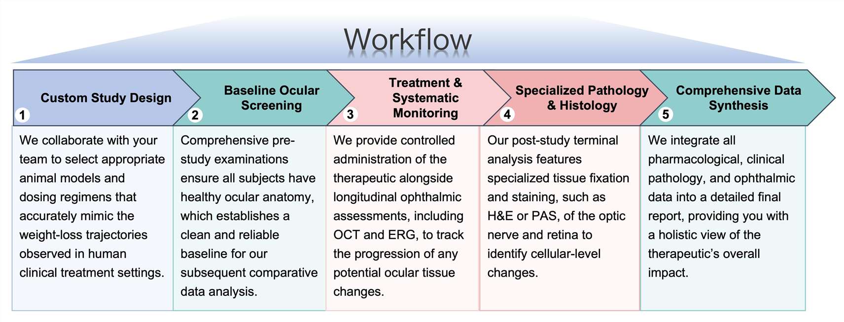 Process of our anti-obesity therapeutic ocular toxicity study service. (Protheragen)
