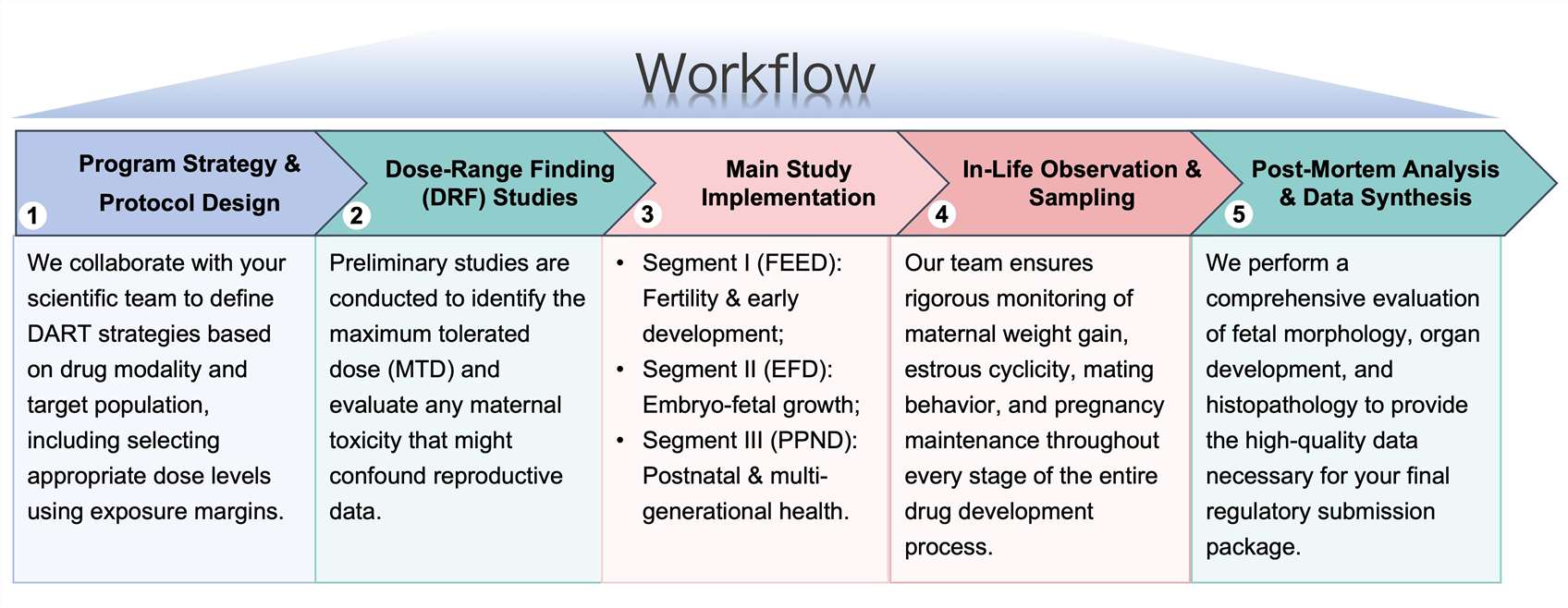 Process of our anti-obesity therapeutic developmental and reproductive study service. (Protheragen)