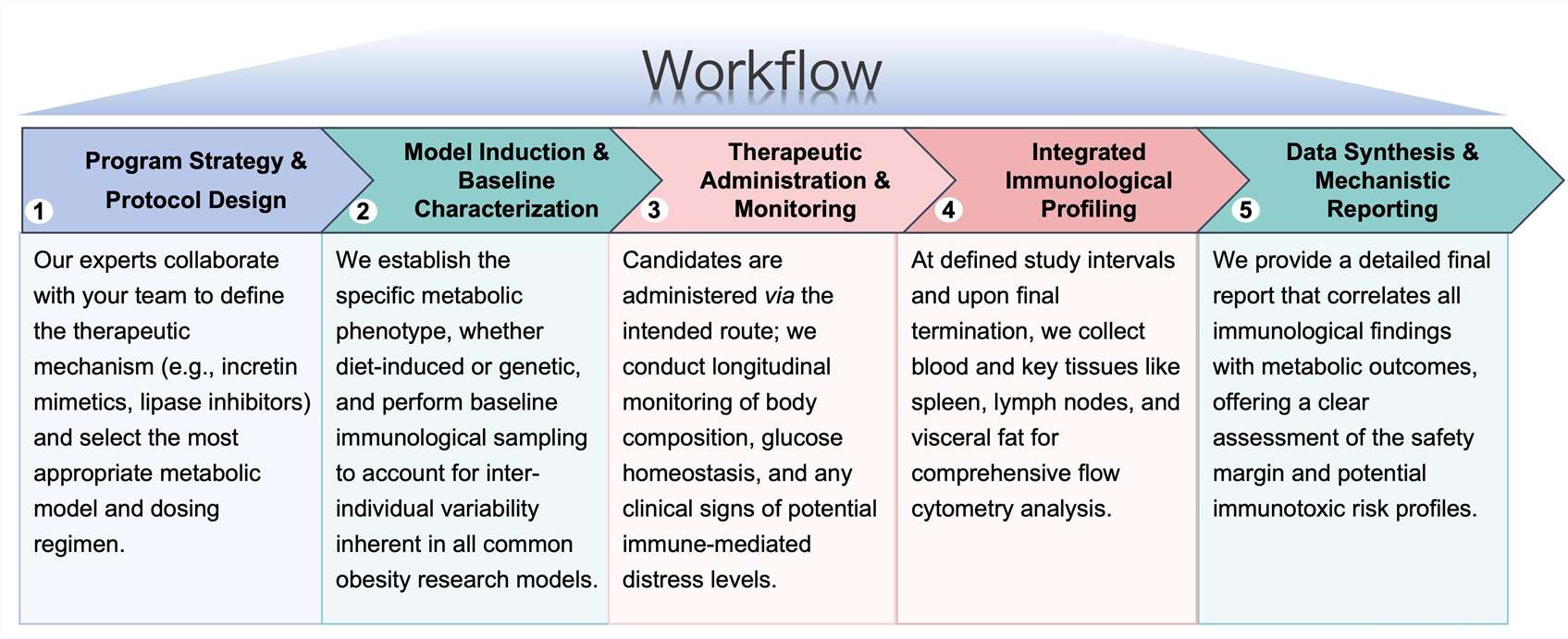 Process of our anti-obesity therapeutic immunotoxicity study service. (Protheragen)
