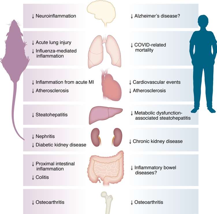 Fig.1 illustrates GLP-1 therapies’ antiinflammatory effects, comparing mouse preclinical results and human-relevant benefits across organs (brain, lungs, heart, liver, kidneys, intestines, joints). Examples include reduced neuroinflammation (mouse) / potential Alzheimer’s risk (human), lower COVID mortality (human), and less osteoarthritis (both mouse and human). Organ illustrations and downward arrows denote decreased inflammation or disease risk. (Wong & Drucker, 2025)