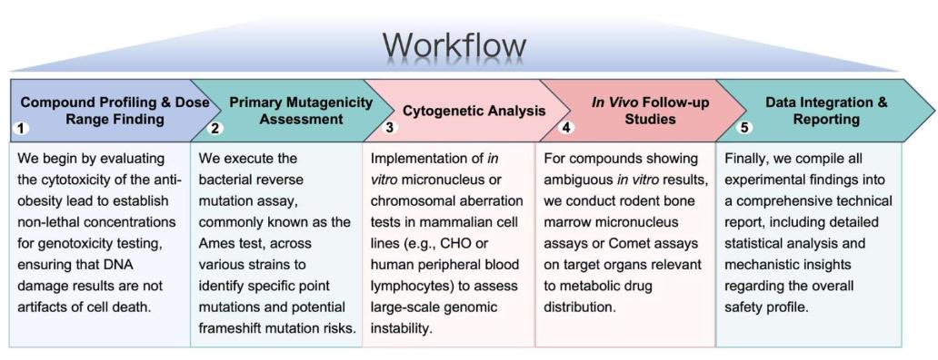 Process of our anti-obesity therapeutic genotoxicity study service. (Protheragen)