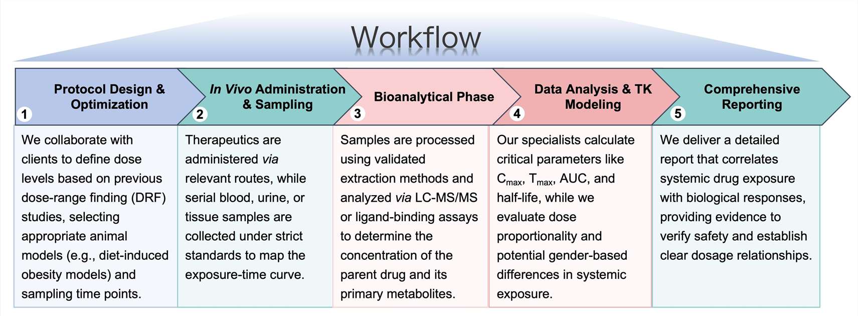 Process of our anti-obesity therapeutic toxicokinetics study service. (Protheragen)