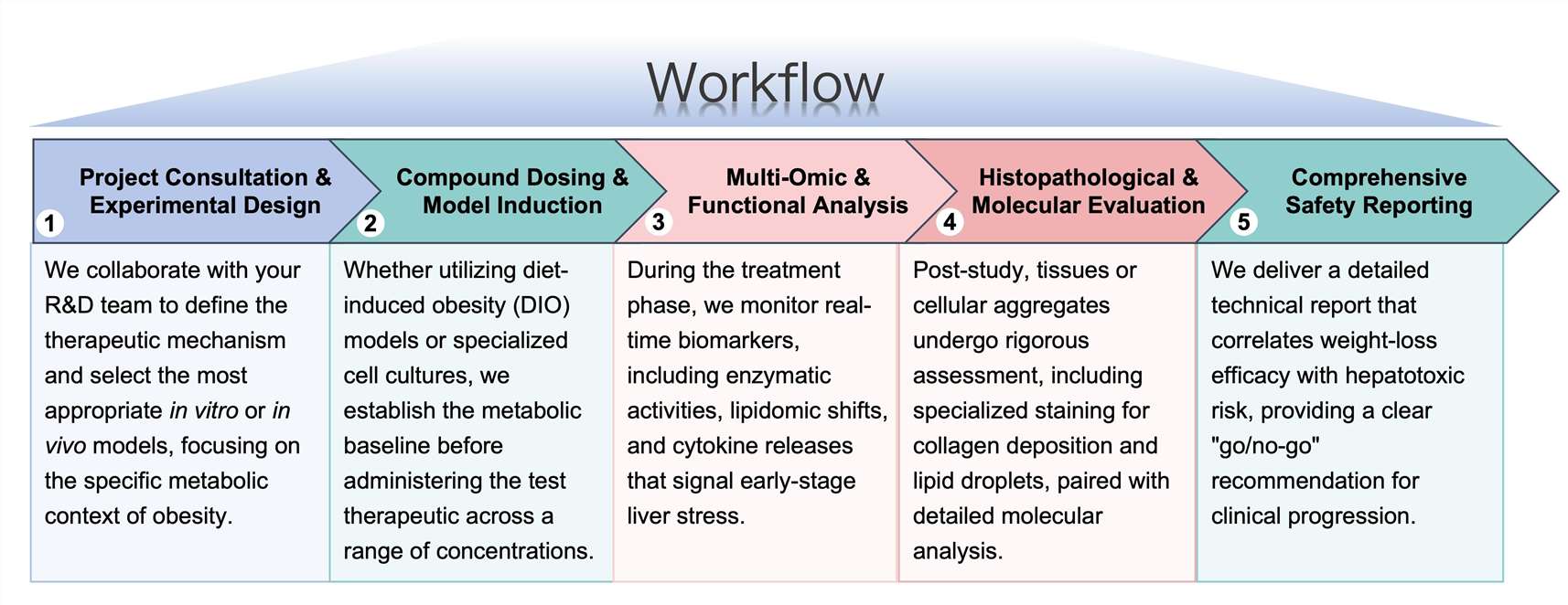 Process of our anti-obesity therapeutic hepatotoxicity study service. (Protheragen)