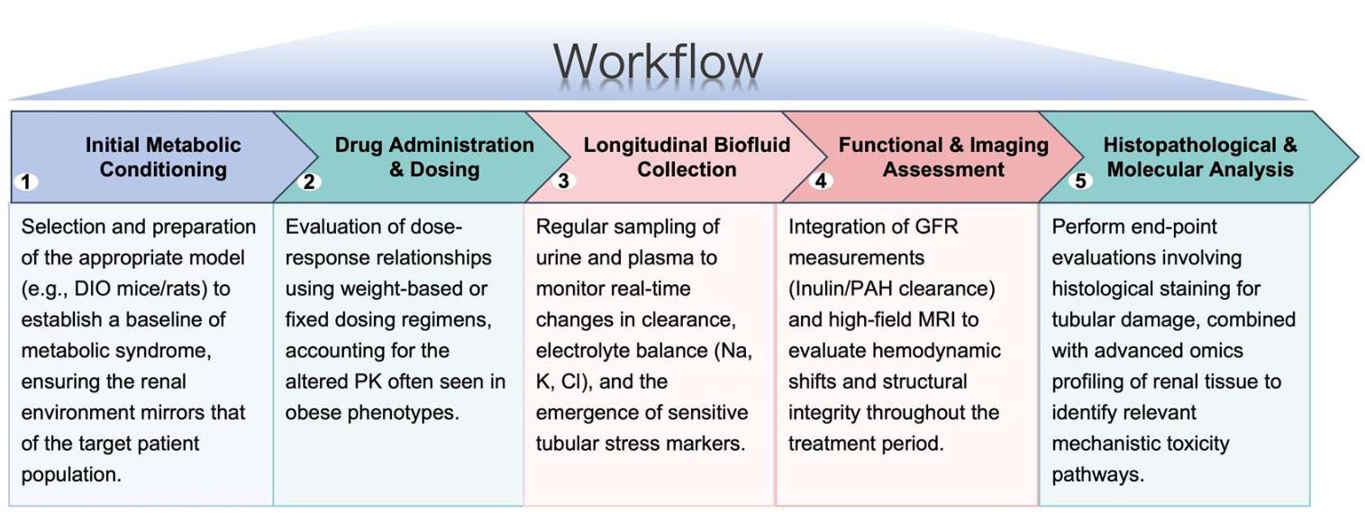 Process of our anti-obesity therapeutic nephrotoxicity study service. (Protheragen)