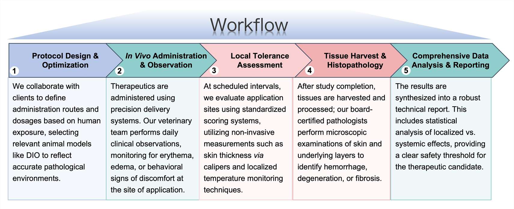Process of our anti-obesity therapeutic local toxicity study service. (Protheragen)