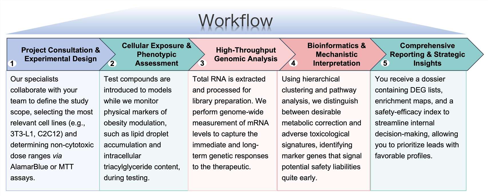Process of our anti-obesity therapeutic toxicogenomics study service. (Protheragen)