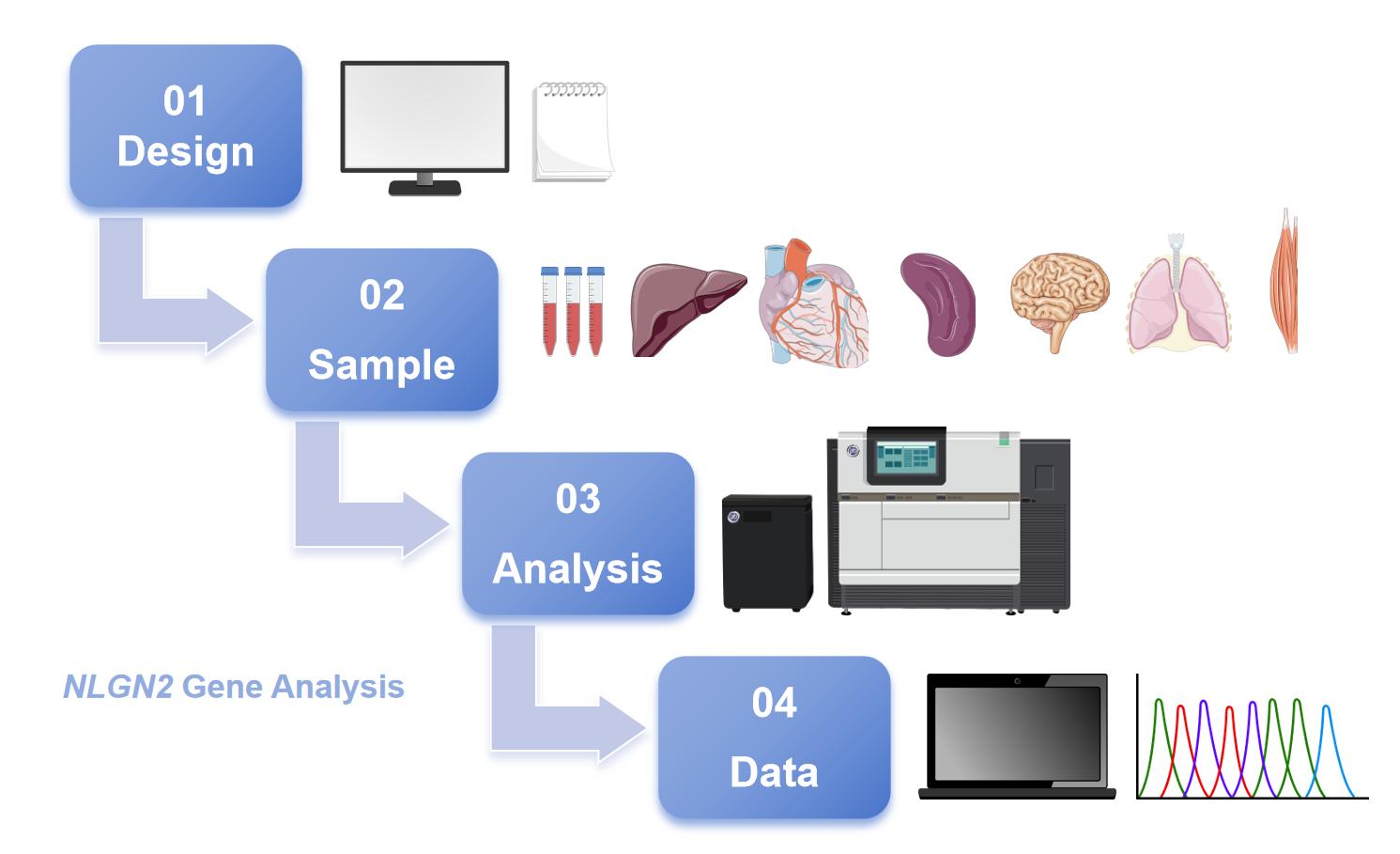 Schematic of NLGN2 gene test. (Protheragen)