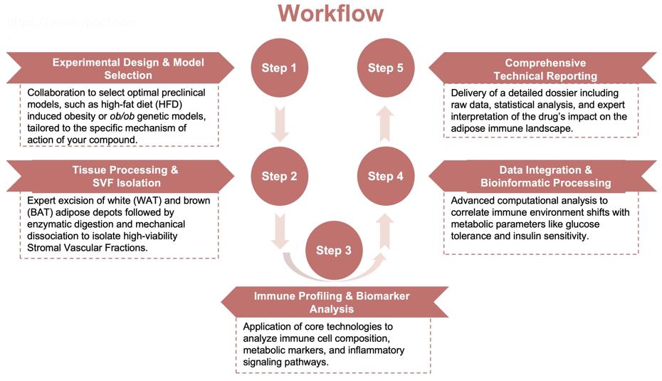 Process of our adipose tissue immune environment analysis service. (Protheragen)