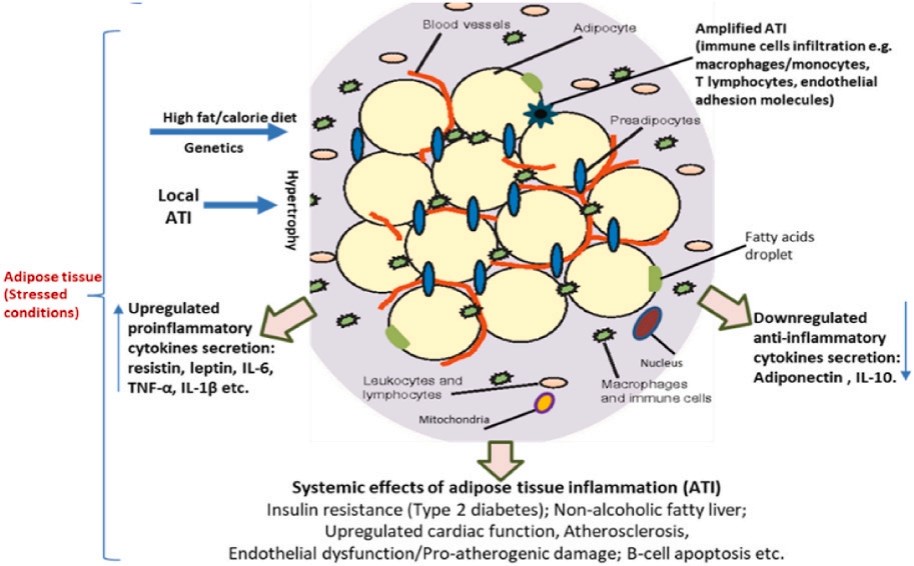 Fig.1 Infographic illustrating the mechanisms of adipose tissue inflammation (ATI) in obesity: Triggers (high-fat/calorie diet, genetics) lead to adipocyte hypertrophy and stressed adipose tissue, driving local ATI. This causes amplified immune cell infiltration (macrophages, lymphocytes), upregulated pro-inflammatory cytokines (resistin, IL-6, TNF-α), and downregulated anti-inflammatory cytokines (adiponectin, IL-10). Systemic effects of ATI include insulin resistance (type 2 diabetes), non-alcoholic fatty liver, atherosclerosis, and endothelial dysfunction. (Aruwa & Sabiu, 2024)