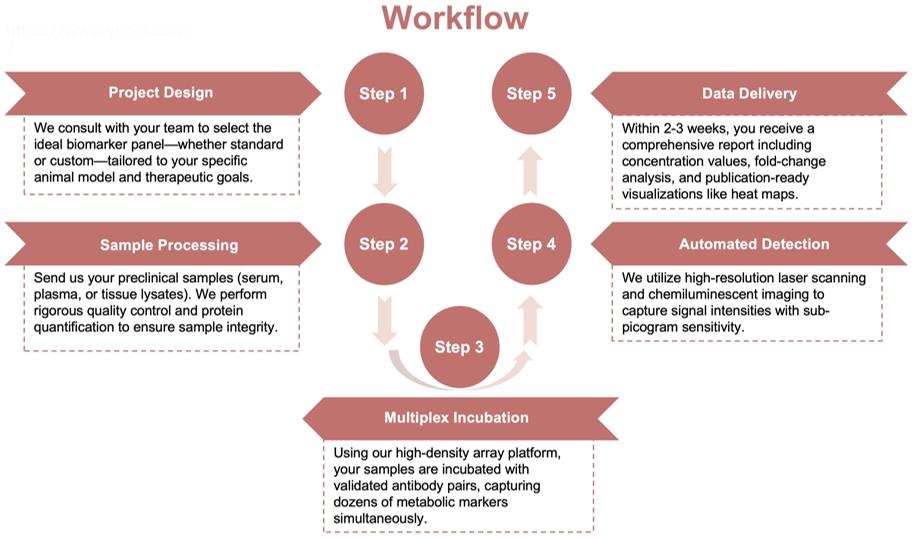 Process of our obesity biomarker screening array service. (Protheragen)