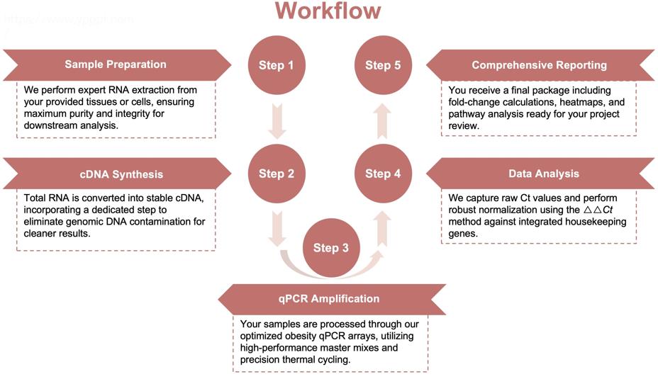 Process of our obesity qPCR array service. (Protheragen)