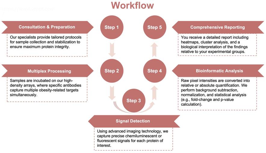 Process of our obesity protein array service. (Protheragen)