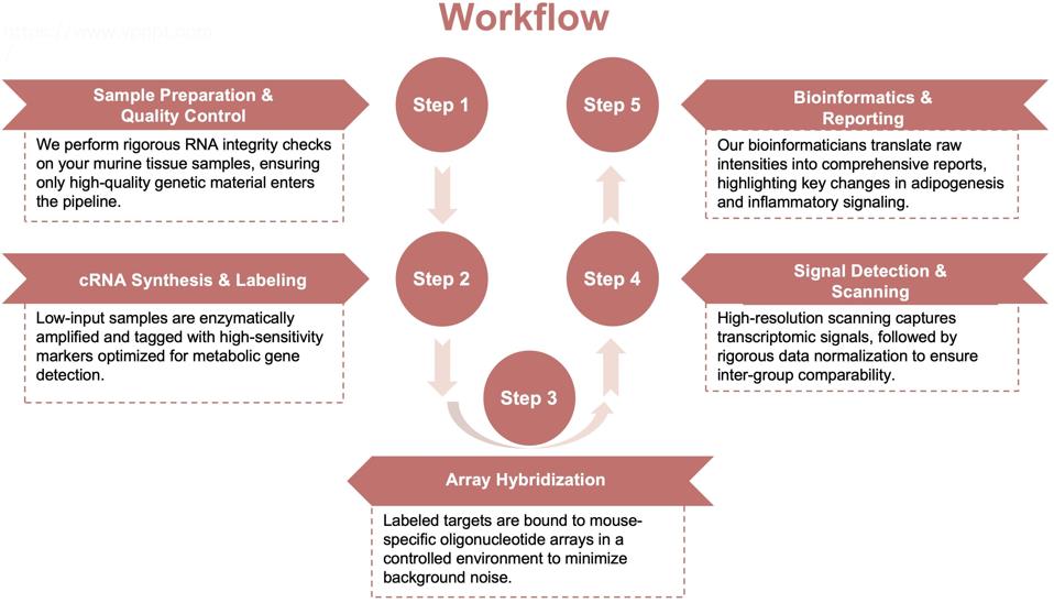 Process of our mouse gene microarray service. (Protheragen)