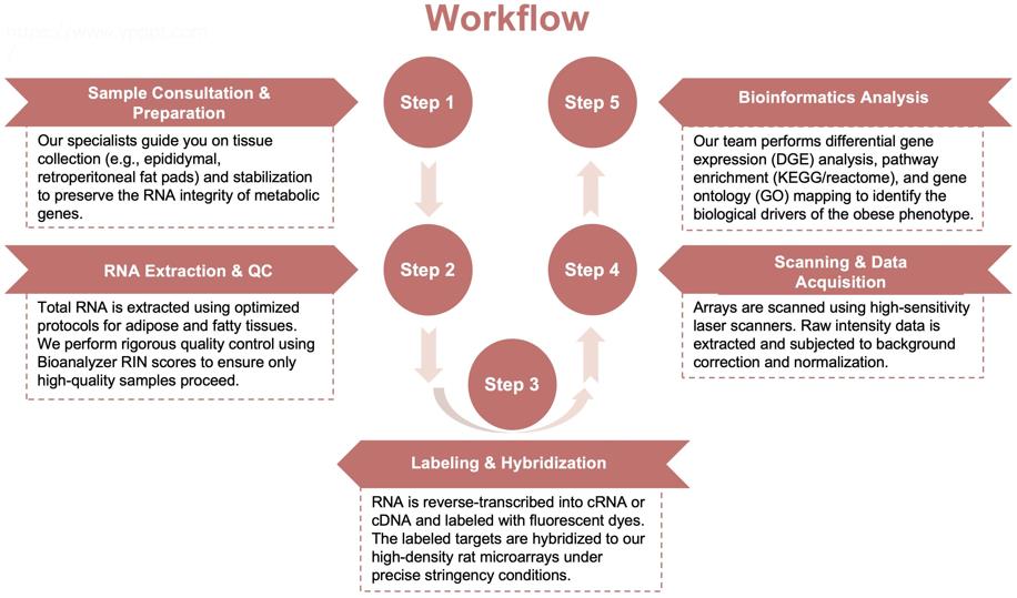 Process of our rat gene microarray service. (Protheragen)
