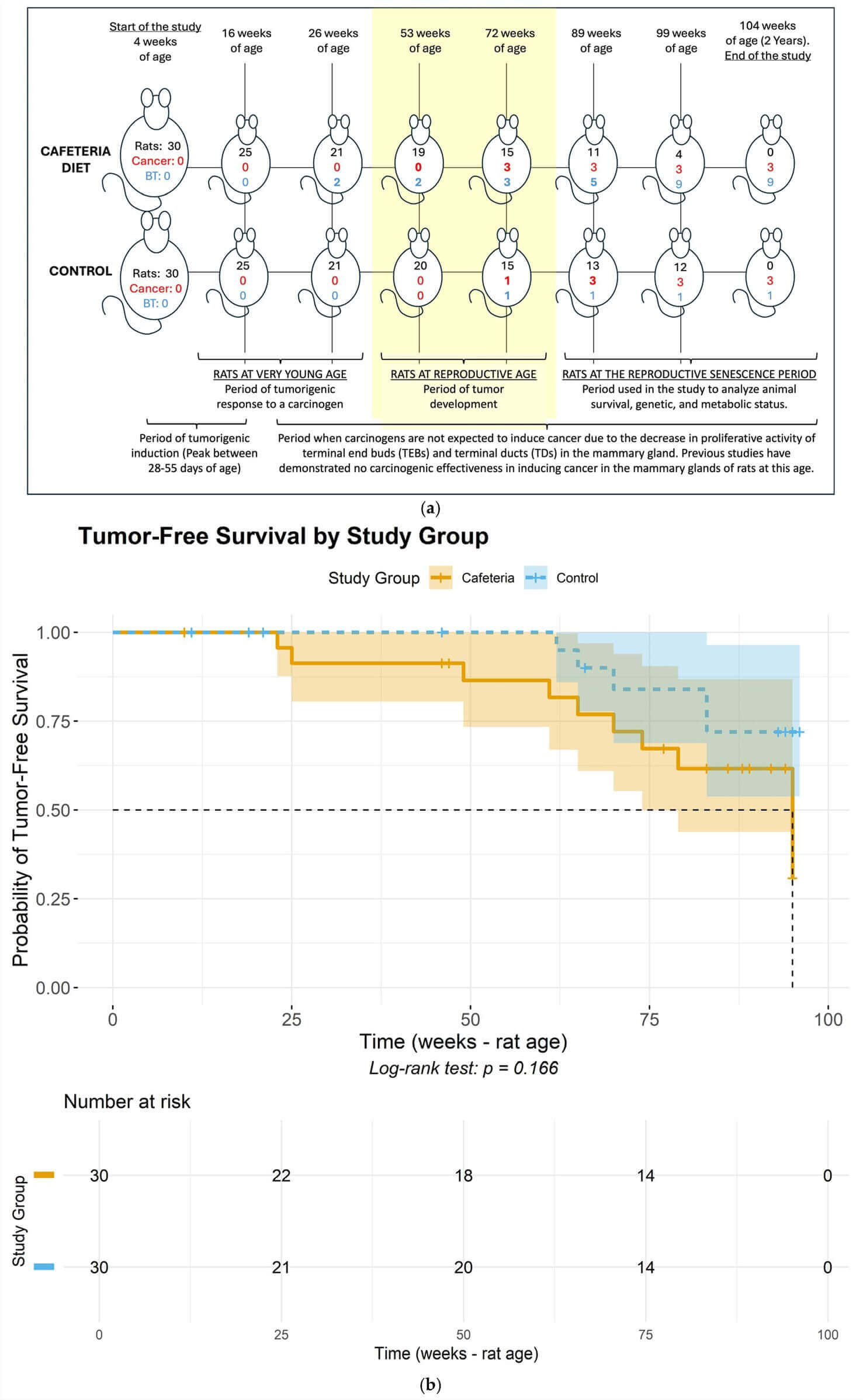 Fig.1 Composite figure (a-b) analyzing mammary tumor progression in rats fed a cafeteria diet vs. control chow: (a) Lifespan timeline (4–104 weeks of age) showing cumulative mammary histopathology (cancer/benign tumor counts) and rat survival across age stages (very young, reproductive, reproductive senescence); (b) Tumor-free survival curve (log-rank p=0.166) with 'Number at risk' tables, comparing cafeteria (orange) and control (blue) groups. The timeline notes age-specific tumorigenic windows, while the survival plot illustrates declining tumor-free probability in cafeteria-fed rats over 100 weeks. (Claro, et al., 2025)