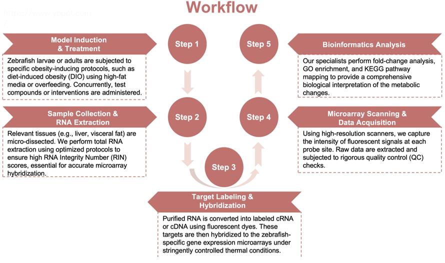 Process of our zebrafish gene microarray service. (Protheragen)