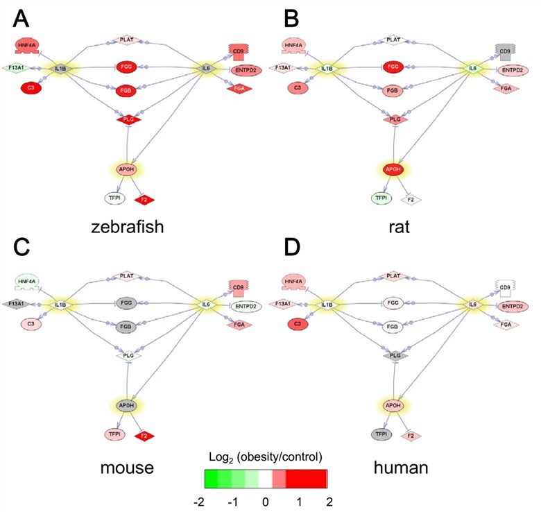 Fig.1 Cross-species coagulation cascade gene network (zebrafish, rat, mouse, human) showing Log2(obesity/control) expression: Panels A-D represent each species, with nodes (genes/regulators like APOH, IL-6, IL-1β) color-coded (green=downregulated, red=upregulated). This diagram illustrates shared dysregulated coagulation pathway genes in diet-induced obesity across vertebrates. (Oka, et al., 2010)