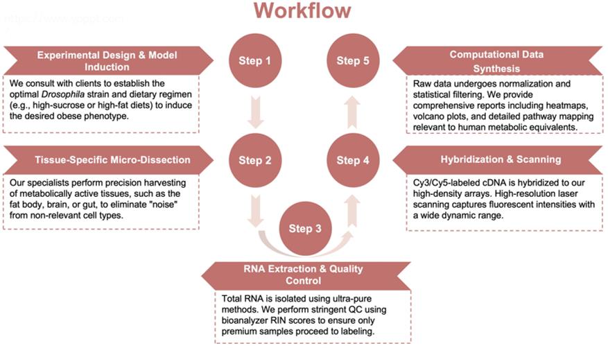 Process of our D. melanogaster gene microarray service. (Protheragen)