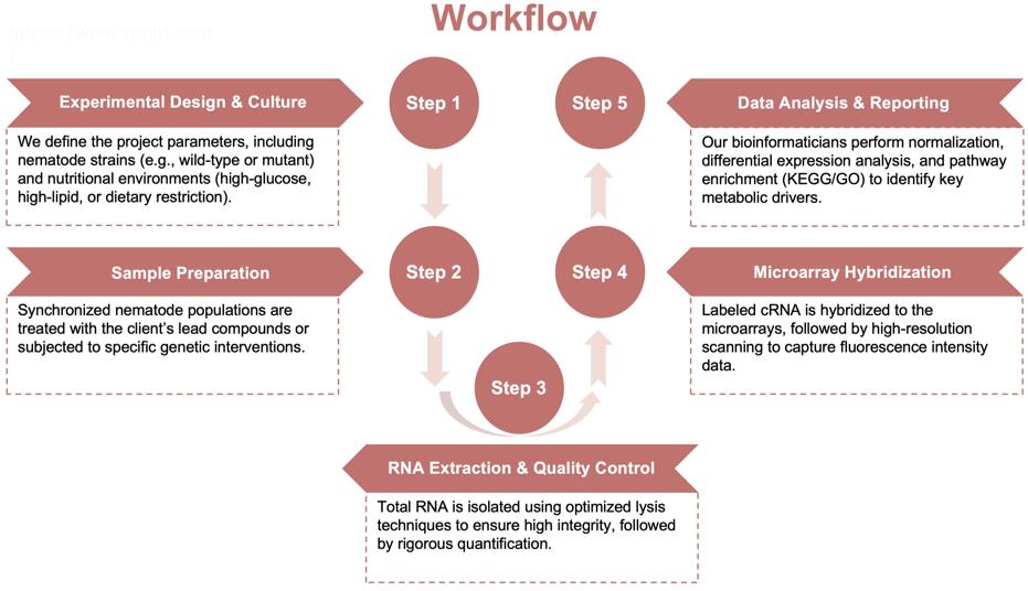 Process of our nematode gene microarray service. (Protheragen)