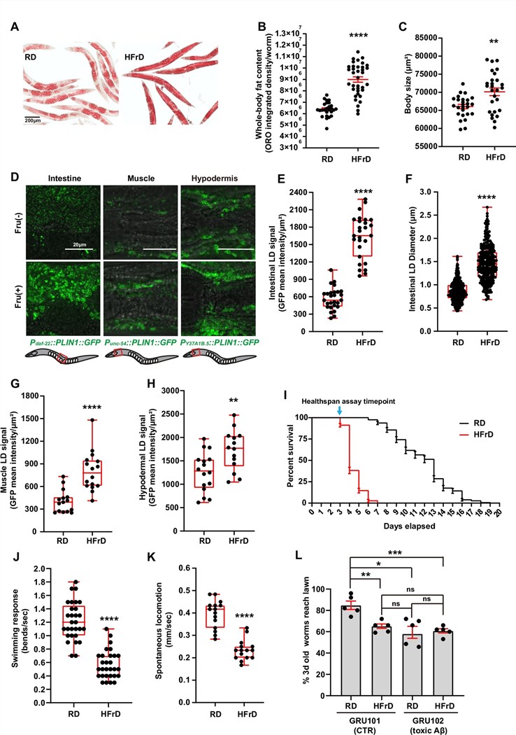 Fig.1 High-fructose diet triggers diet-induced obesity in C. elegans: increased fat accumulation, impaired healthspan, and shortened lifespan. C. elegans on a high-fructose diet (HFrD) show diet-induced obesity hallmarks vs. regular diet (RD)—greater fat accumulation (red staining/fluorescent lipid droplets), increased body size, expanded tissue-specific fat stores (intestine, muscle, hypodermis), shortened lifespan, and impaired locomotion (swimming, spontaneous movement, lawn occupancy). (Ke, et al., 2021)
