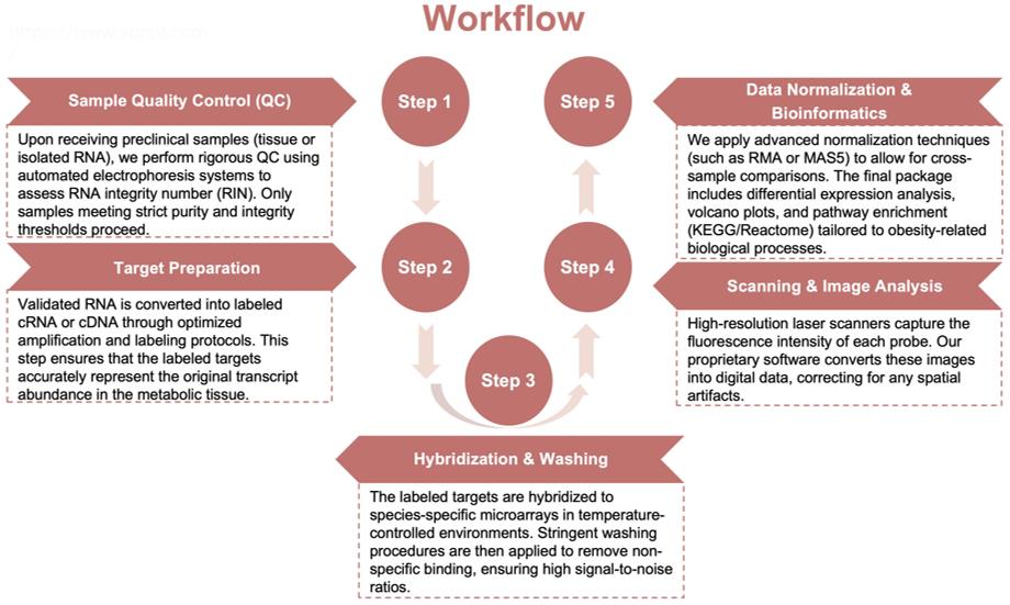 Process of our gene microarray service. (Protheragen)