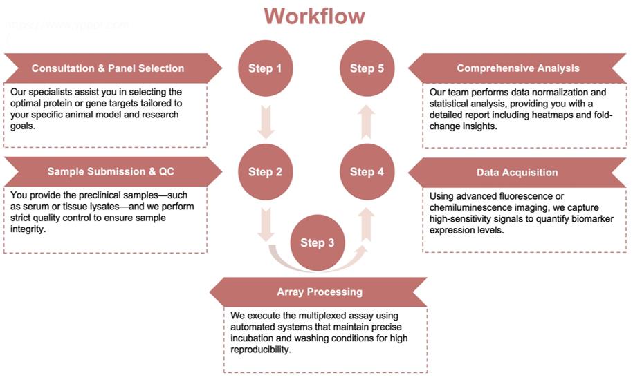 Process of our obesity-related exosome engineering service. (Protheragen)