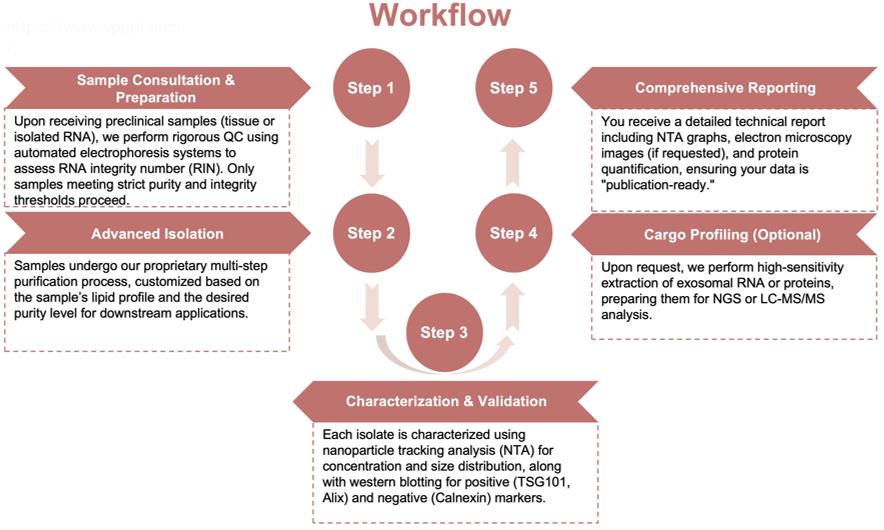 Process of our obesity-related exosome isolation service. (Protheragen)