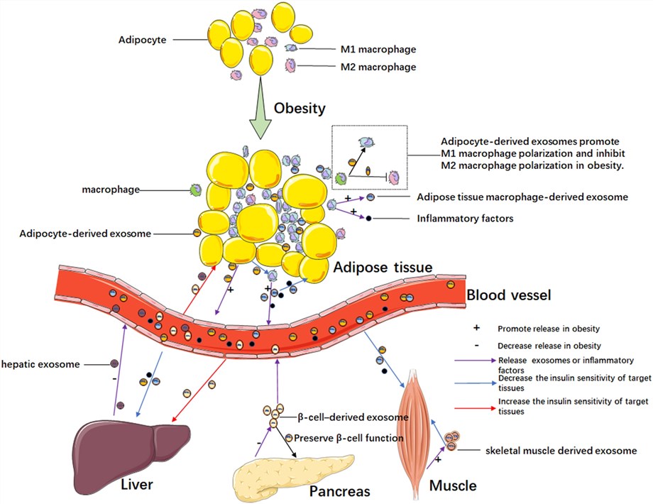 Figure 1 Diagram illustrating exosome-mediated intercellular communication in obesity-related insulin resistance: Shows adipose tissue (with adipocytes, M1/M2 macrophages) releasing adipocyte-derived/exosome and adipose tissue macrophage-derived exosomes (plus inflammatory factors) into a blood vessel. These molecules travel to target organs (liver, pancreas β-cells, skeletal muscle) — with arrows indicating effects: some decrease/increase insulin sensitivity in tissues, β-cell-derived exosomes preserve β-cell function, and notes that adipocyte exosomes promote M1 macrophage polarization (inhibiting M2) during obesity. (Lei, et al., 2021)