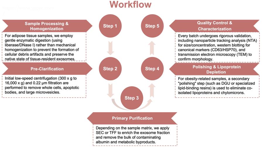 Process of our obesity-related high-purity exosome purification service. (Protheragen)