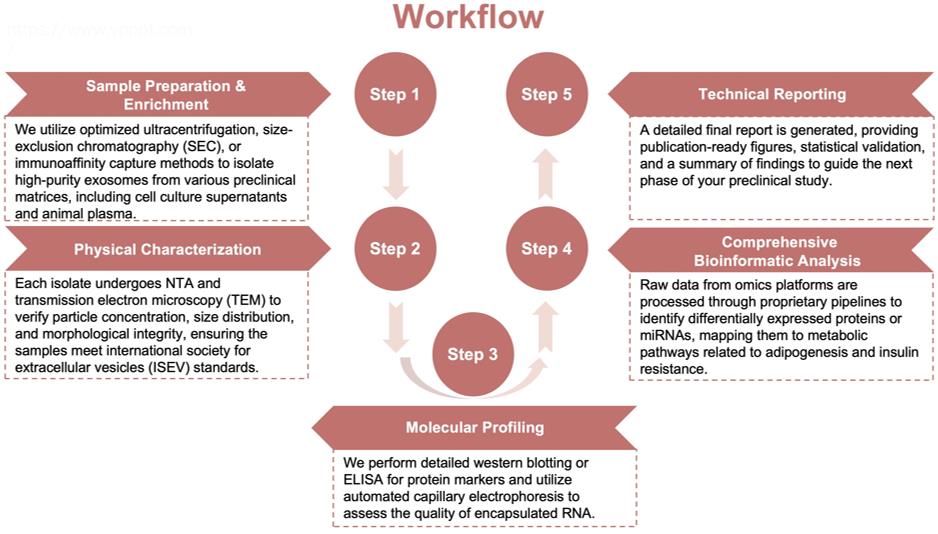 Process of our obesity-related exosome characterization service. (Protheragen)