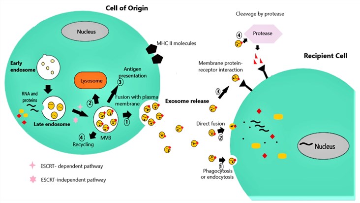 Figure 1 Diagram illustrating exosome biogenesis, secretion, and intercellular interaction: Depicts a 'Cell of Origin' (with nucleus, early/late endosomes, lysosome, MVB [multivesicular body]) where exosomes form via ESCRT-dependent/independent pathways (pink symbols). MVBs undergo fates like fusion with the plasma membrane (releasing exosomes, step 1), lysosomal fusion (degradation, step 2), antigen presentation (step 3), or recycling (step 4). Released exosomes (yellow vesicles with cargo: RNA/proteins) interact with a 'Recipient Cell' (with nucleus) via 4 mechanisms: phagocytosis/endocytosis (step 1), direct membrane fusion (step 2), membrane protein-receptor binding (step 3), or protease cleavage (step 4). Visualizes how exosomes mediate intercellular communication (relevant to processes like pediatric obesity pathogenesis). (Maligianni, et al., 2021)