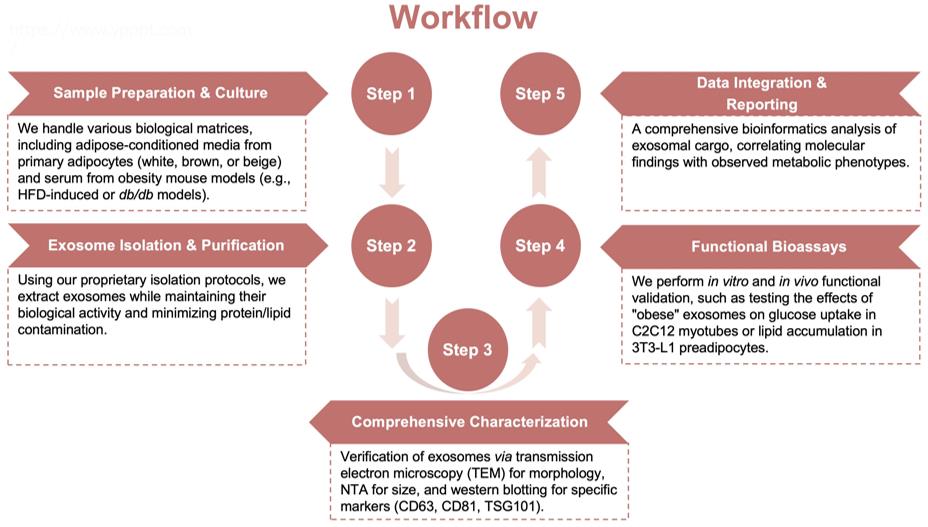 Process of our obesity-related exosome function study service. (Protheragen)