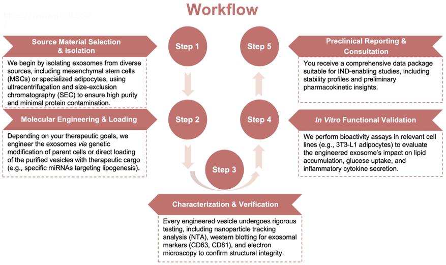 Process of our obesity-related exosome engineering service. (Protheragen)