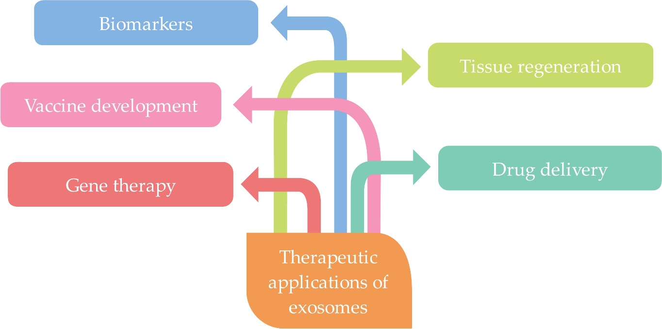 Figure 1 Schematic diagram illustrating the therapeutic applications of exosomes: A central orange box labeled 'Therapeutic applications of exosomes' connects via colored arrows to five key biomedical uses (represented as colored boxes): Biomarkers (blue), Tissue regeneration (green), Drug delivery (teal), Vaccine development (pink), and Gene therapy (red). The diagram visually maps how exosomes support these diverse therapeutic and diagnostic functions. (Kuˇcuk, et al., 2021)
