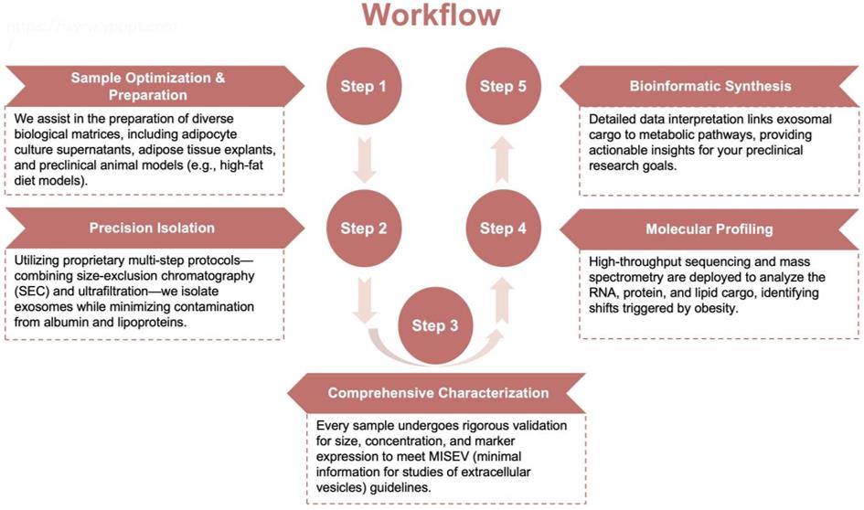 Process of our obesity-related exosome engineering service. (Protheragen)